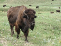 Bison Bull